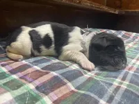 Kayleigh Silver, a female Newfoundland for sale in Pottstown, PA – Photo 3 of 4