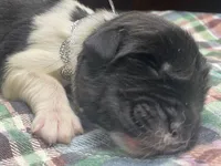 Kayleigh Silver, a female Newfoundland for sale in Pottstown, PA – Photo 1 of 4