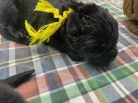 Maggie Yellow boy, a male Newfoundland for sale in Pottstown, PA – Photo 3 of 10