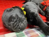 Maggie Yellow boy, a male Newfoundland for sale in Pottstown, PA – Photo 6 of 10