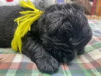 Maggie Yellow boy, a male Newfoundland for sale in Pottstown, PA – Photo 1 of 10