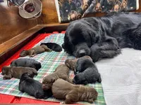 Maggie Yellow boy, a male Newfoundland for sale in Pottstown, PA – Photo 10 of 10