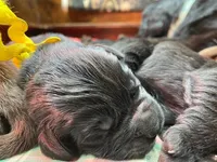 Maggie Yellow boy, a male Newfoundland for sale in Pottstown, PA – Photo 5 of 10