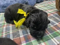 Maggie Yellow boy, a male Newfoundland for sale in Pottstown, PA – Photo 2 of 10