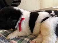 Daisy Red Male, a male Newfoundland for sale in Pottstown, PA – Photo 7 of 10