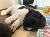 Daisy Red Male, a male Newfoundland for sale in Pottstown, PA – Photo 10 of 10