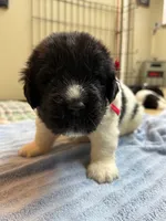 Daisy Red Male, a male Newfoundland for sale in Pottstown, PA – Photo 2 of 10