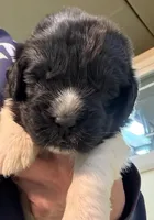 Daisy Red Male, a male Newfoundland for sale in Pottstown, PA – Photo 8 of 10