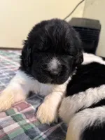 Daisy Red Male, a male Newfoundland for sale in Pottstown, PA – Photo 5 of 10