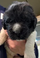 Daisy Red Male, a male Newfoundland for sale in Pottstown, PA – Photo 9 of 10