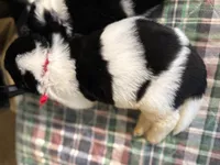 Daisy Red Male, a male Newfoundland for sale in Pottstown, PA – Photo 6 of 10