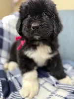 Daisy Pink Female, a female Newfoundland for sale in Pottstown, PA – Photo 3 of 10