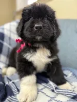 Daisy Pink Female, a female Newfoundland for sale in Pottstown, PA – Photo 4 of 10