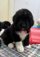 Daisy Pink Female, a female Newfoundland for sale in Pottstown, PA – Photo 5 of 10