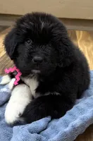 Daisy Pink Female, a female Newfoundland for sale in Pottstown, PA – Photo 8 of 10