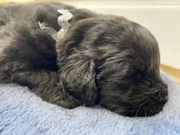 Zoey Black Silver, a female Newfoundland for sale in Pottstown, PA – Photo 2 of 9