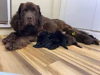 Zoey Black Silver, a female Newfoundland for sale in Pottstown, PA – Photo 7 of 9