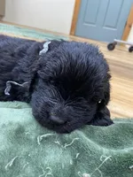 Zoey Black Silver, a female Newfoundland for sale in Pottstown, PA – Photo 8 of 9