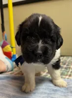 Daisy Blue Male, a male Newfoundland for sale in Pottstown, PA – Photo 4 of 10