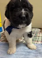 Daisy Blue Male, a male Newfoundland for sale in Pottstown, PA – Photo 5 of 10