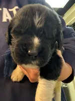 Daisy Blue Male, a male Newfoundland for sale in Pottstown, PA – Photo 10 of 10