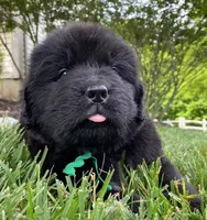 Catherine Green Boy, a male Newfoundland for sale in Pottstown, PA – Photo 4 of 8