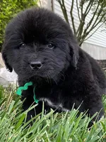Catherine Green Boy, a male Newfoundland for sale in Pottstown, PA – Photo 2 of 8