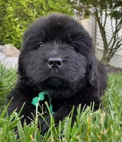 Catherine Green Boy, a male Newfoundland for sale in Pottstown, PA – Photo 5 of 8