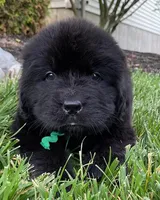 Catherine Green Boy, a male Newfoundland for sale in Pottstown, PA – Photo 1 of 8