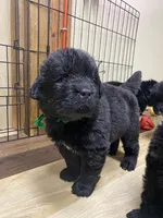 Catherine Green Boy, a male Newfoundland for sale in Pottstown, PA – Photo 6 of 8