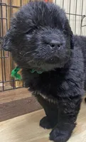 Catherine Green Boy, a male Newfoundland for sale in Pottstown, PA – Photo 8 of 8
