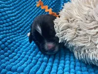Kayleigh Orange, a female Newfoundland for sale in Pottstown, PA – Photo 3 of 9
