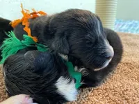 Kayleigh Orange, a female Newfoundland for sale in Pottstown, PA – Photo 6 of 9