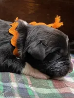Kayleigh Orange, a female Newfoundland for sale in Pottstown, PA – Photo 2 of 9