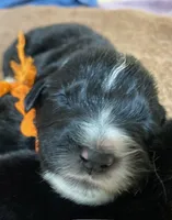 Kayleigh Orange, a female Newfoundland for sale in Pottstown, PA – Photo 1 of 9