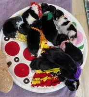 Kayleigh Orange, a female Newfoundland for sale in Pottstown, PA – Photo 7 of 9