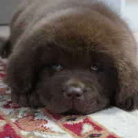 Hawthorne's Newfie Puppy , a male Newfoundland for sale in Pottstown, PA – Photo 2 of 10