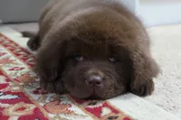 Hawthorne's Newfie Puppy , a male Newfoundland for sale in Pottstown, PA – Photo 2 of 10