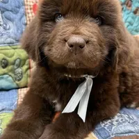 Hawthorne's Newfie Puppy , a male Newfoundland for sale in Pottstown, PA – Photo 9 of 10