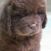 Hawthorne's Newfie Puppy , a male Newfoundland for sale in Pottstown, PA – Photo 3 of 10