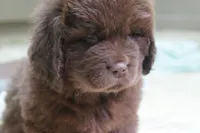 Hawthorne's Newfie Puppy , a male Newfoundland for sale in Pottstown, PA – Photo 3 of 10