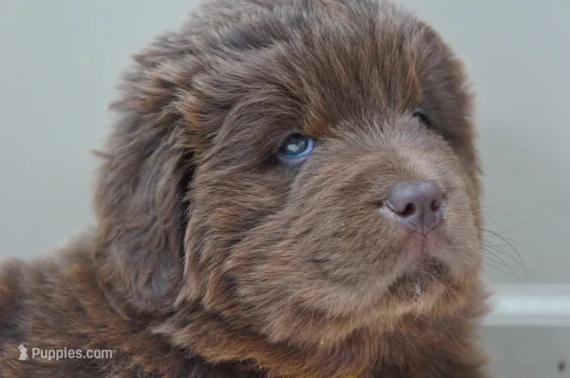 Hawthorne's Newfie Puppy 