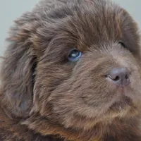 Hawthorne's Newfie Puppy , a male Newfoundland for sale in Pottstown, PA – Photo 1 of 10