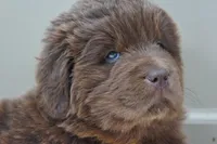 Hawthorne's Newfie Puppy , a male Newfoundland for sale in Pottstown, PA – Photo 1 of 10