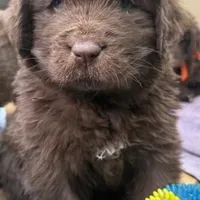 Hawthorne's Newfie Puppy , a male Newfoundland for sale in Pottstown, PA – Photo 7 of 10