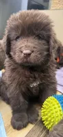 Hawthorne's Newfie Puppy , a male Newfoundland for sale in Pottstown, PA – Photo 7 of 10