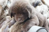 Hawthorne's Newfie Puppy , a male Newfoundland for sale in Pottstown, PA – Photo 5 of 10