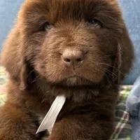 Hawthorne's Newfie Puppy , a male Newfoundland for sale in Pottstown, PA – Photo 10 of 10