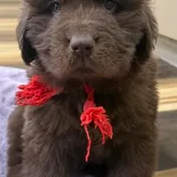 Hawthorne's Newfie Puppy , a male Newfoundland for sale in Pottstown, PA – Photo 8 of 10