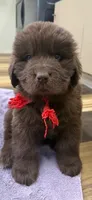 Hawthorne's Newfie Puppy , a male Newfoundland for sale in Pottstown, PA – Photo 8 of 10